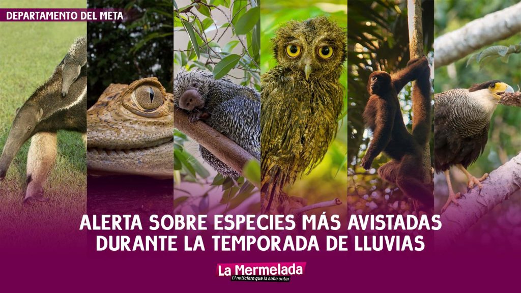 Alerta sobre especies más avistadas durante la temporada de lluvias