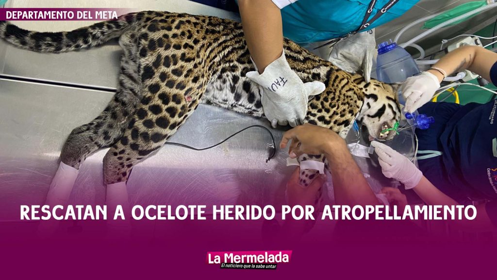 Rescatan a ocelote herido por atropellamiento