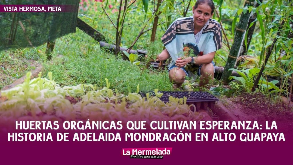 Huertas orgánicas que cultivan esperanza: la historia de Adelaida Mondragón en Alto Guapaya