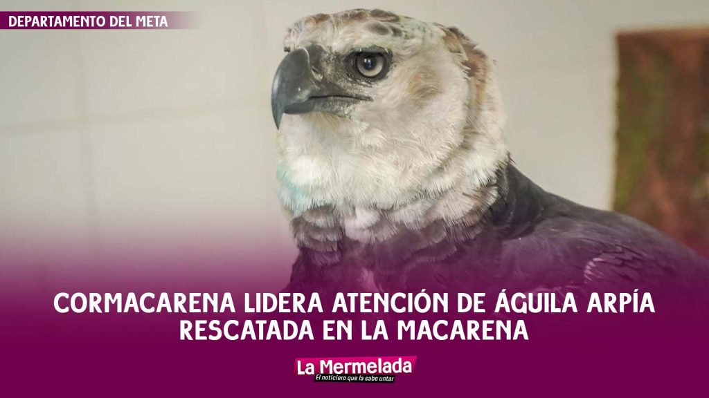 Cormacarena lidera atención de águila arpía rescatada en La Macarena